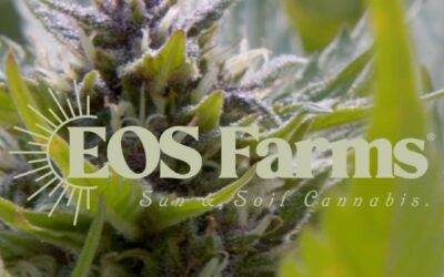 Head to our website and enter to win a @eos_farms and Seed merch pack! SEED Boston, Ma #sweepstakes #seedyourhead #vendorspotlight #seedboston