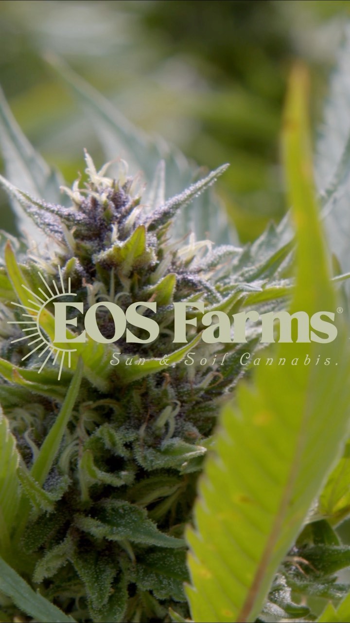 Head to our website and enter to win a @eos_farms and Seed merch pack!
SEED Boston, Ma