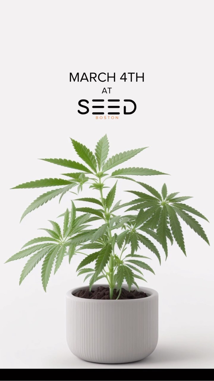 Ready to start your own garden?
SEED Boston has got you covered! Preorder your clone now and come pick up your new baby on March 4th.
Don’t miss this chance to start growing your own. Visit our store to place your order today!