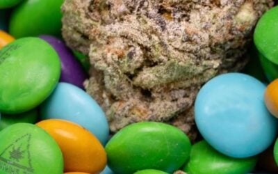 Seed Boston! Get ready for #Easter with Milly’s Sweet Spot Hard Shell Chocolates – the perfect treat for users who want to start low and go slow while indulging in decadent chocolate coated in a crunchy outer shell. #seedboston #bestdispensary #vendorspotlight #bostonma #seedyourhead