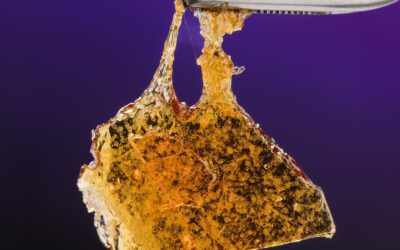 @hazeconcentrates, founded in Arizona, specializes in crafting top-tier live #resin concentrates that boast exceptional quality at affordable prices. Their extraction method has been constantly refined to ensure customers experience the best possible product. #vendorspotlight #420 #seedyourhead #seedblog