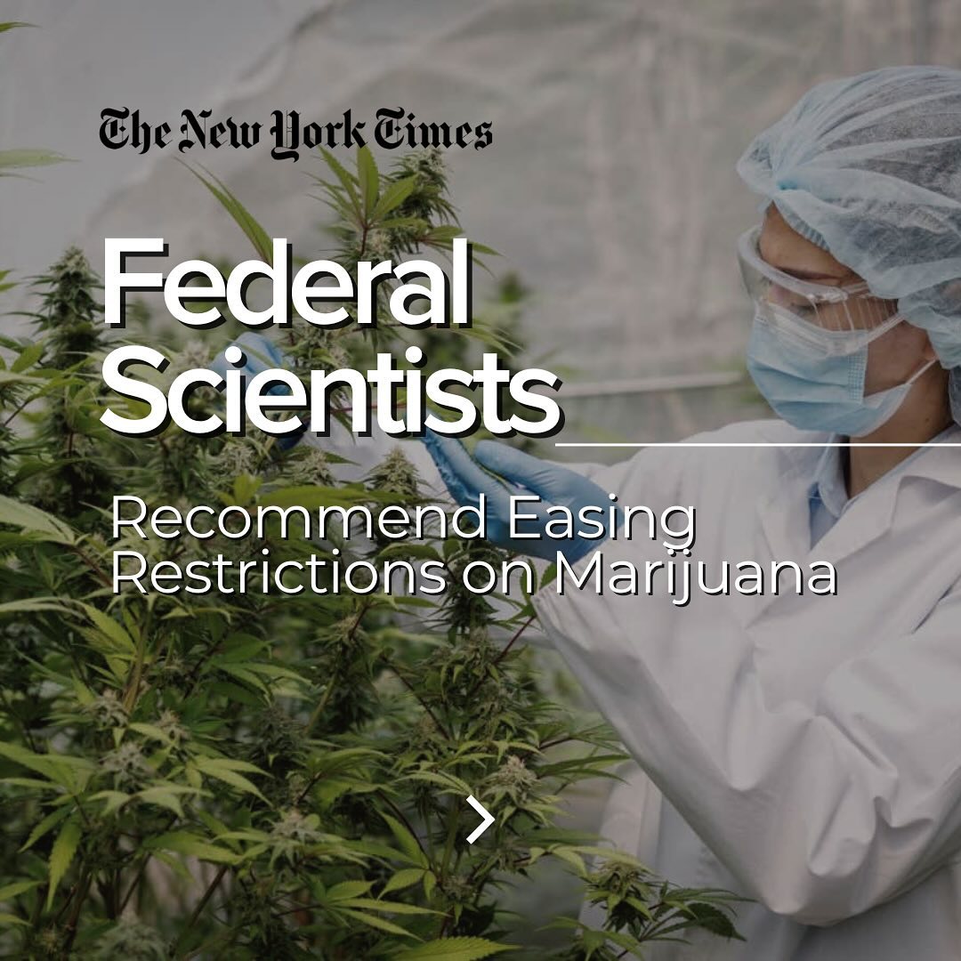 Federal Scientists Recommend Easing Restrictions on Marijuana
In newly disclosed documents, federal researchers find that cannabis may have medical uses and is less likely to cause harm than drugs like heroin... read more at @newyorkermag