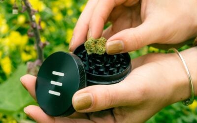 Rise and grind. #motivationmonday Seed grinders are now available, click the link. #seed #seedyourhead #bostondispensary #bostonweed #bostoncannabis #bostonmarijuana #weedgrinder