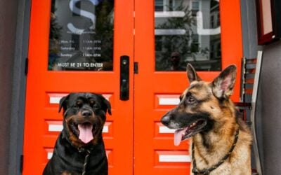 Happy #nationaldogday  Our furry friends, Benintendi & Pedroia, are regulars at Seed. #seed #seedyourhead #bostonsbestdispensary