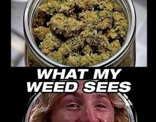 Weekend Bliss Awaits! Discover Your Perfect High at SEED! #seedyourhead #jamaicaplain #dispensary