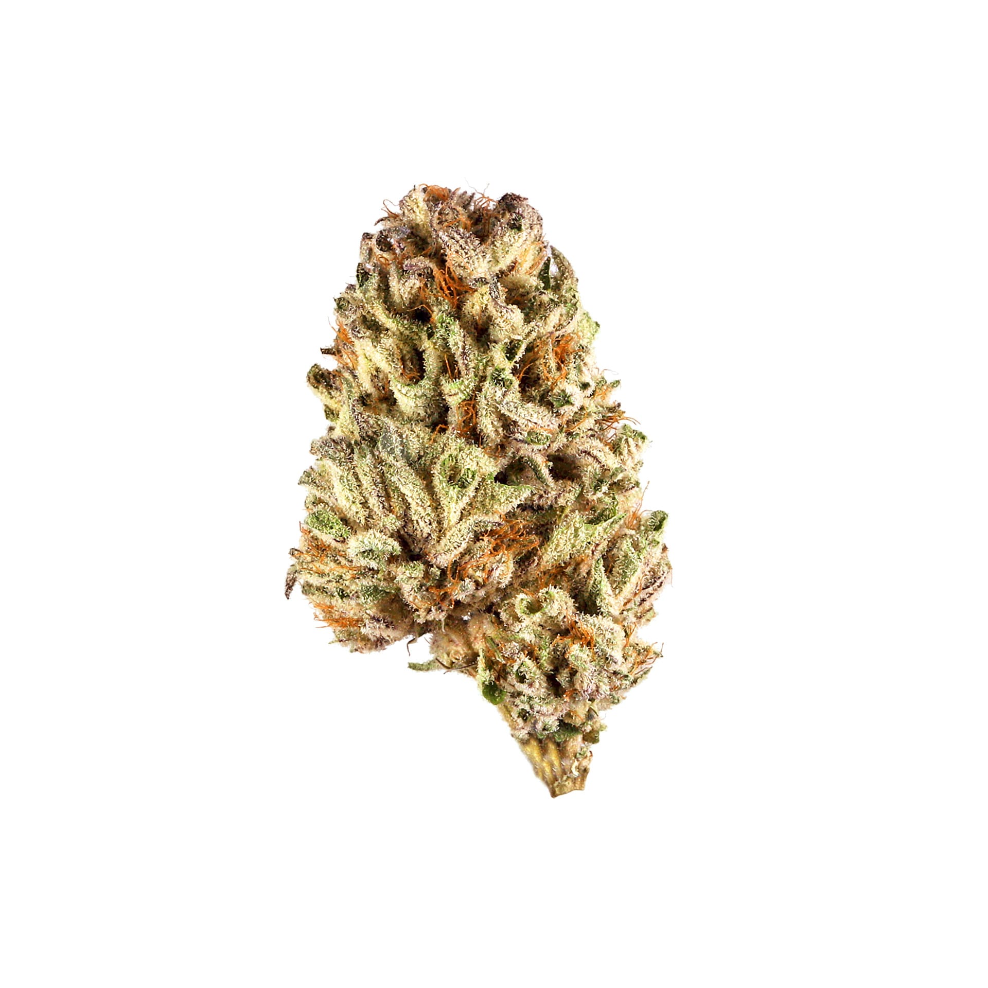 Vortex Dime Bag | 1g | Fernway | Seed, Boston MA