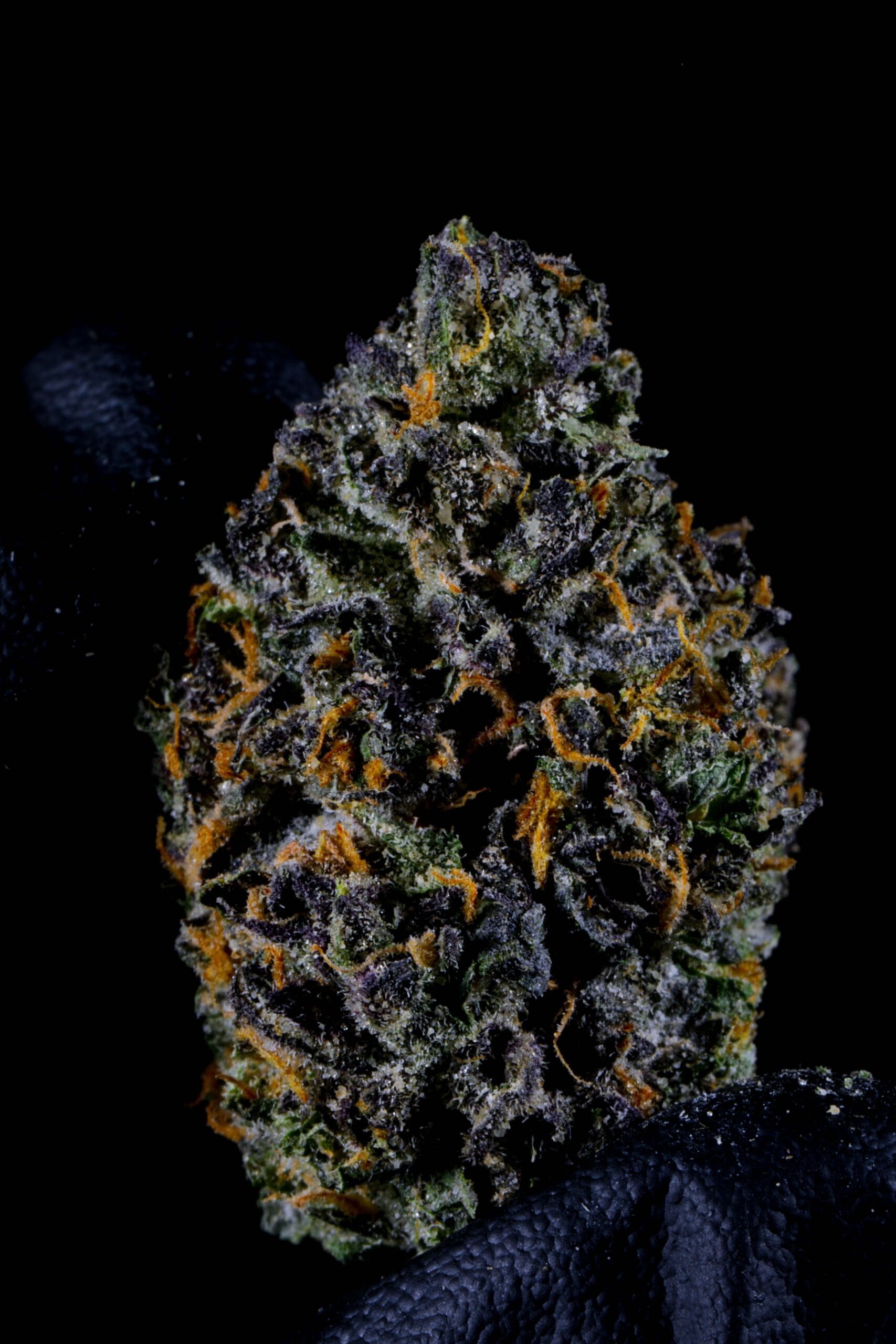 Blackberry Pie Flower | 3.5g | LIT Classic | Seed, Boston MA