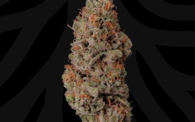 Bubba Cheese Flower | 3.5g | Local Roots