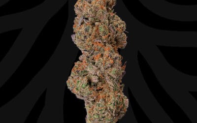 Cookie Hashplant Flower | 3.5g | Local Roots