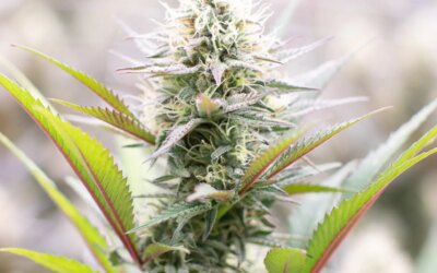 Bubba Kush Flower | 3.5g | Green Meadows