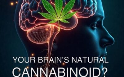 Your Brain Has Its Own Plant-Based Compound!  Scientists just discovered a new way your brain sends signals—and it involves a compound similar to what’s found in plants. 🧠 This could change how we treat pain, anxiety, and brain health.  Study published in PNAS (2024).  Swipe to uncover the science!  What do you think—are we just scratching the surface of plant-based medicine?   Want to explore the plant & the human body? Visit @corecannabismuseum for FREE interactive exhibits! 🎟️ #boston #seedyourhead #seedboston #museum #jamaicaplain #science #sciencefacts