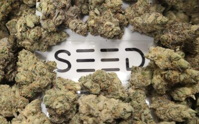 Bazanaz Smalls | 14g | SEED