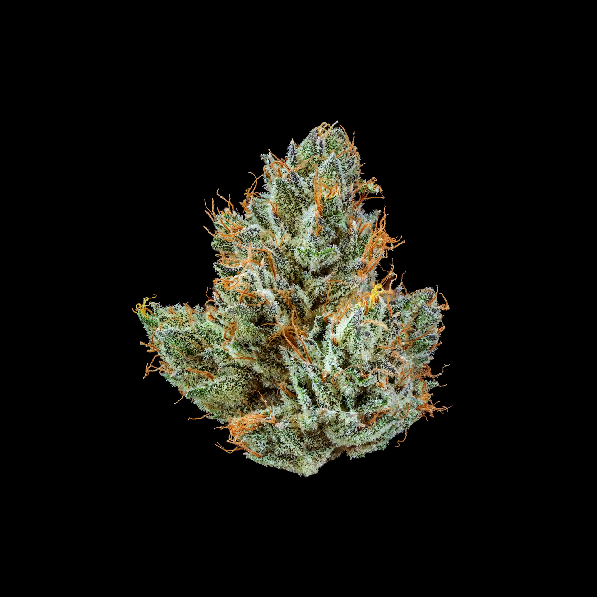 Runtz Your Face Off Flower | 3.5g | Bountiful Farms