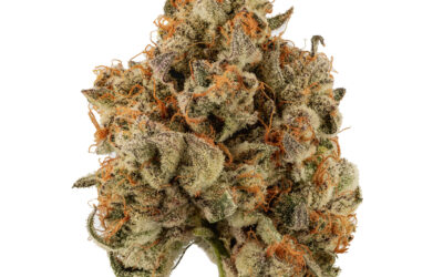 Gush Mints Flower | 3.5g | Smyth Cannabis