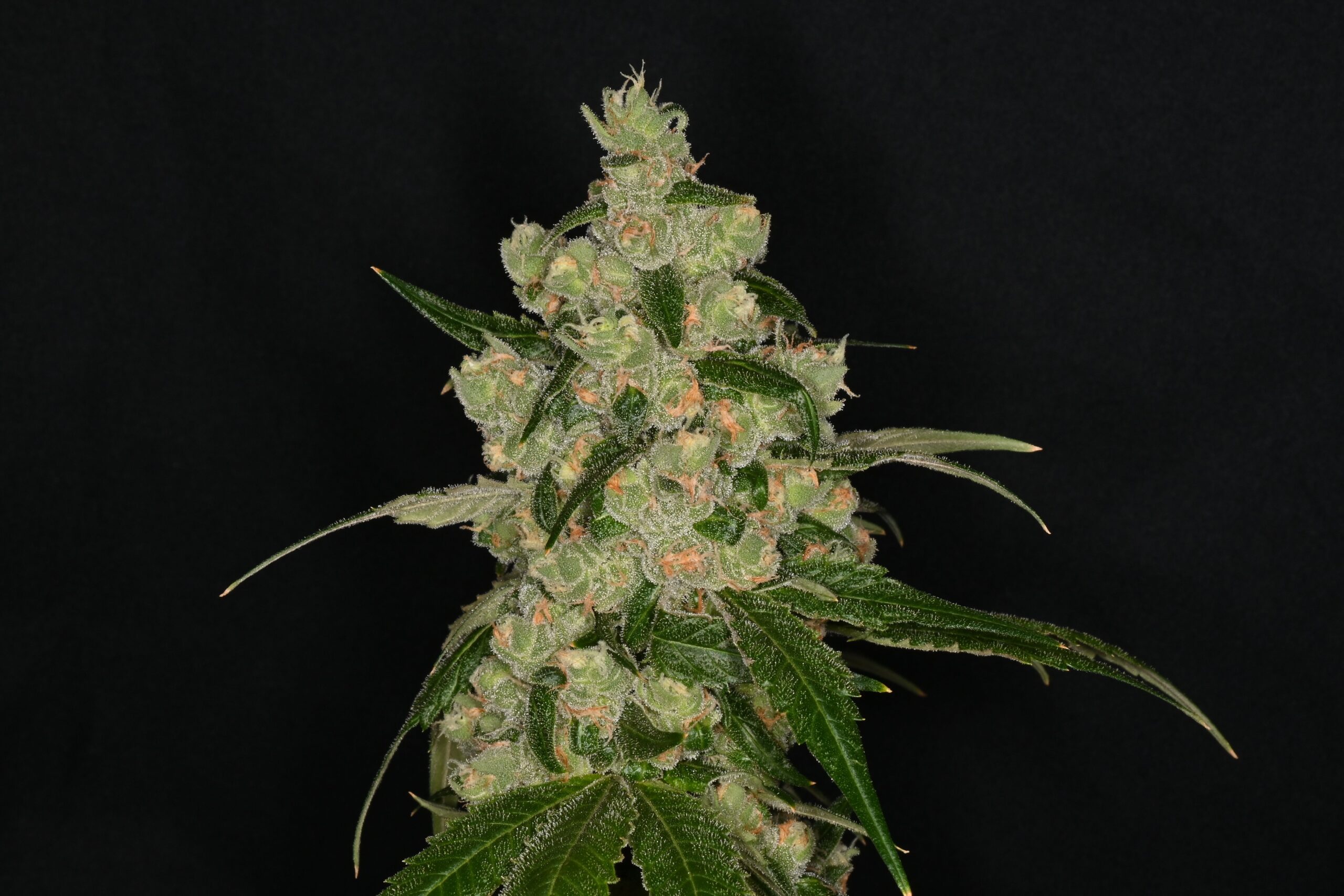 Chocolatina Flower | 3.5g | Nature's Heritage