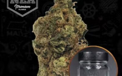 Sunburst Flower | 3.5g | NEA Premium