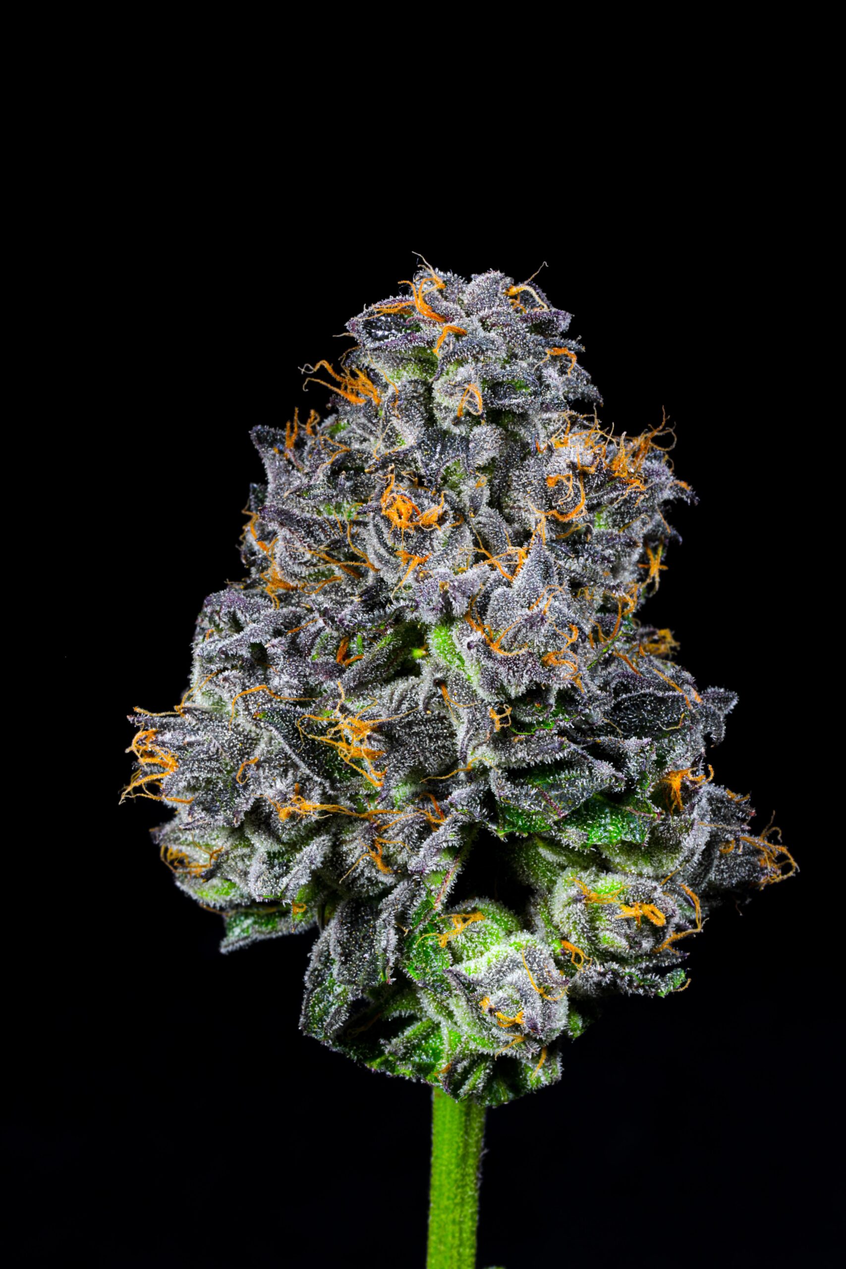 Red Velvet x P4516 #41 Flower | 3.5g | LIT Classic