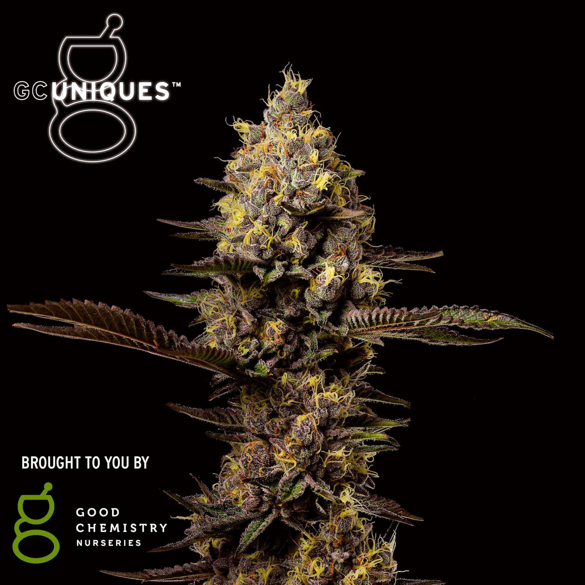 Grape Glacier Flower | 3.5g | Good Chemistry