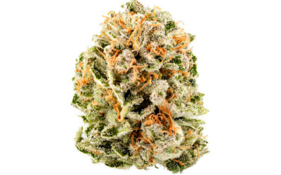 Lilac Diesel Flower | 3.5g | Smyth Cannabis