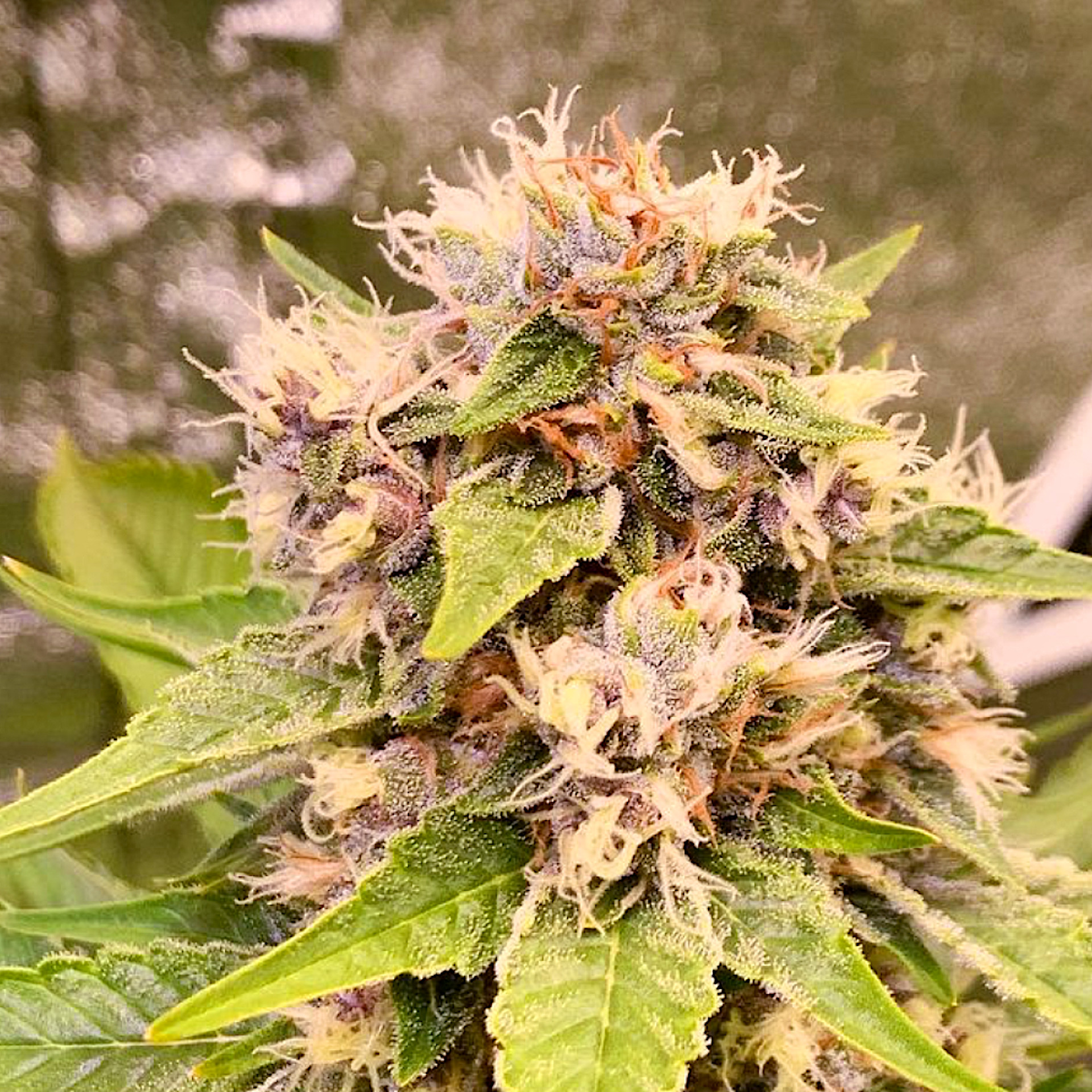 8th Star Flower | 3.5g | Ocean Breeze