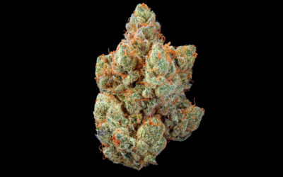 Sugar Shack Flower | 3.5g | Bountiful Farms