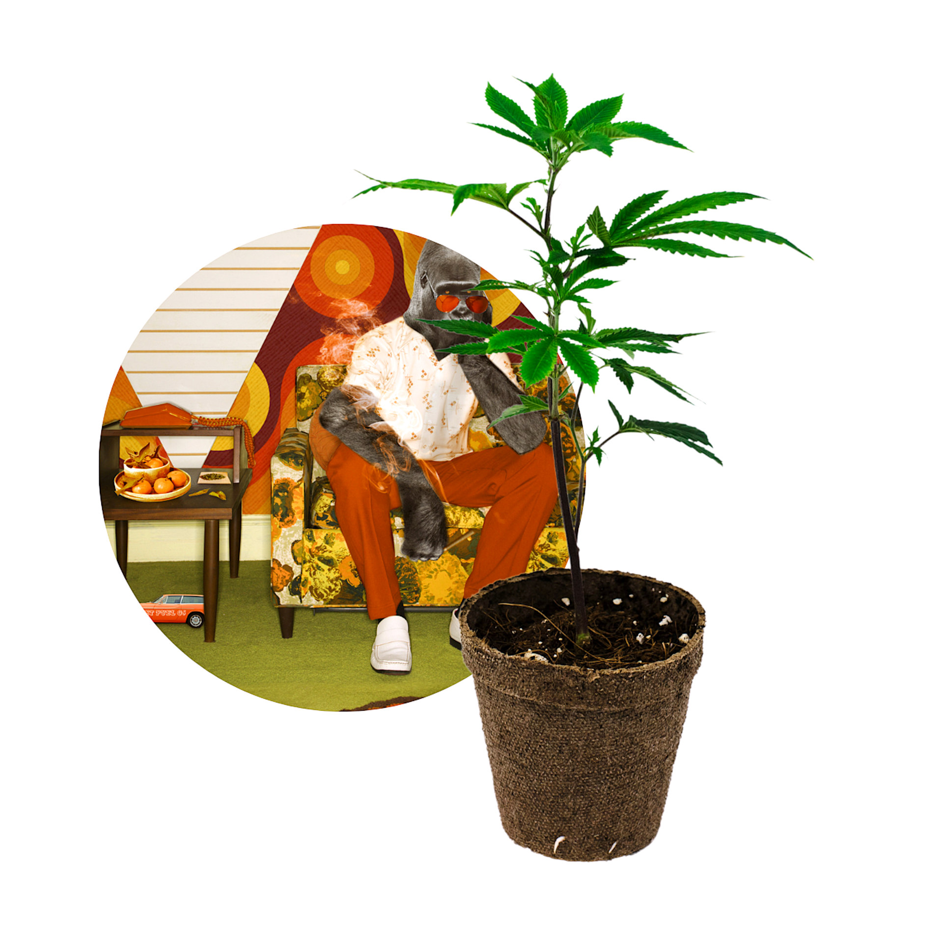 Orange Harambe Clone | Green Meadows
