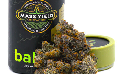 Blueberry Cupcake Flower | 3.5g | Mass Yield