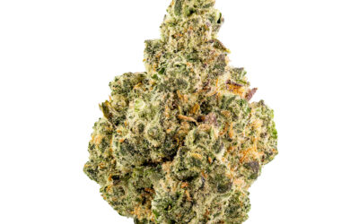 Root Beer Slushie Flower | 3.5g | Smyth Cannabis