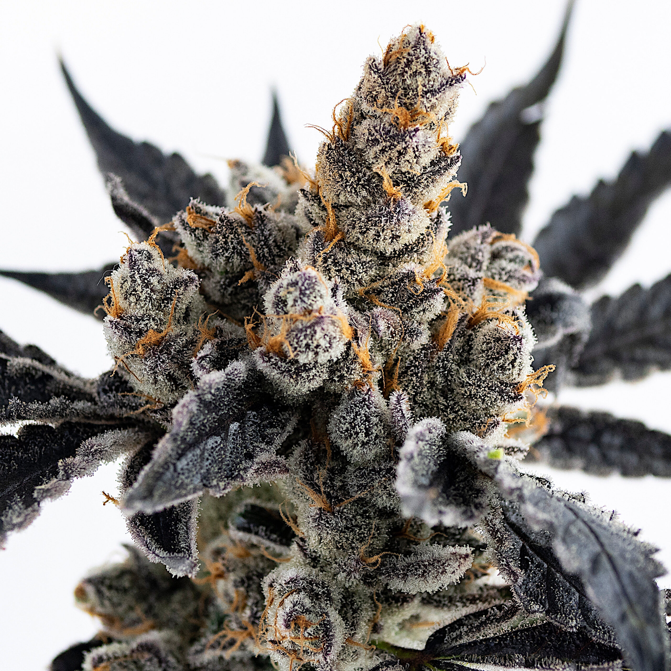 Slap N Tickle Flower | 3.5g | SEED