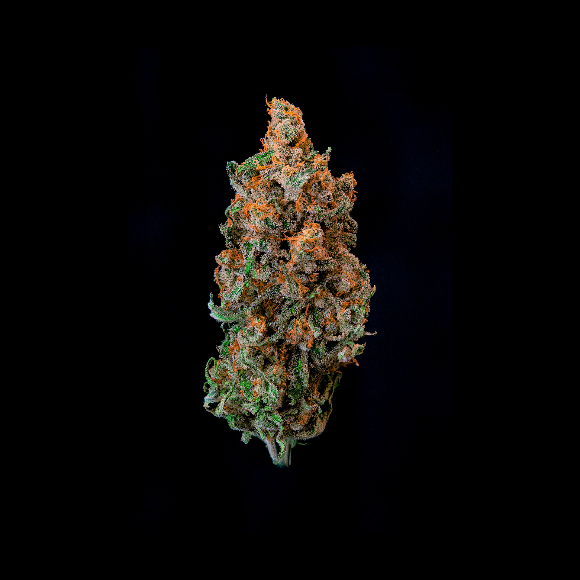 Jack Skunk Flower | 3.5g | Local Roots