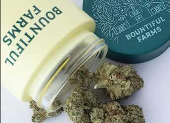 Burberriez Flower | 3.5g | Bountiful Farms