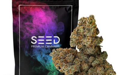 Cheese Wiz Smalls | 14g | SEED