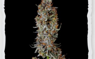 Alien Mints Flower | 3.5g | Strane