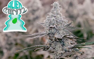 Alien Mints Flower | 7g | Strane