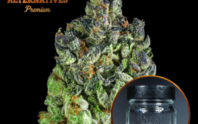 Kine Garlic Cookies Flower | 3.5g | NEA Premium