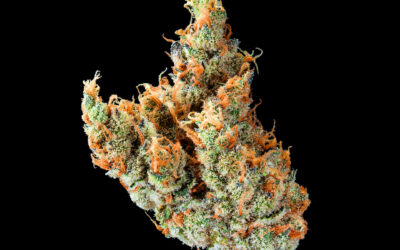 MSQ Flower | 3.5g | Bountiful Farms