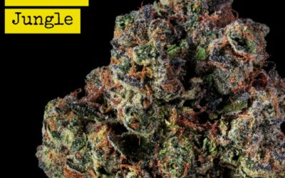 Frosted Jungle Flower | 3.5g | Strane