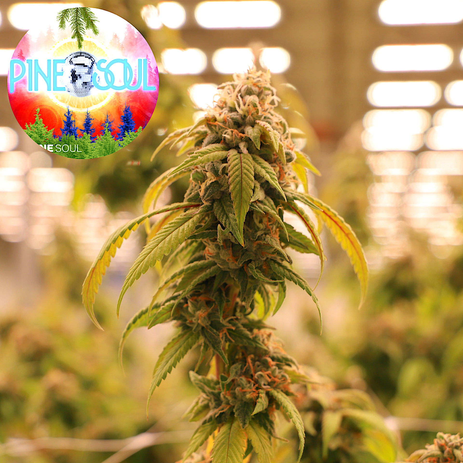 Pine Soul Flower | 3.5g | Green Meadows