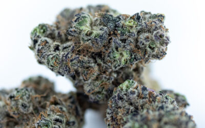 Wedding Cake x Black Widow Flower | 3.5g | Bountiful Farms