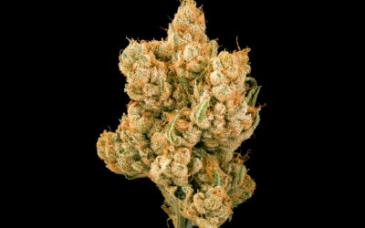 Meow Flower | 3.5g | Bountiful Farms