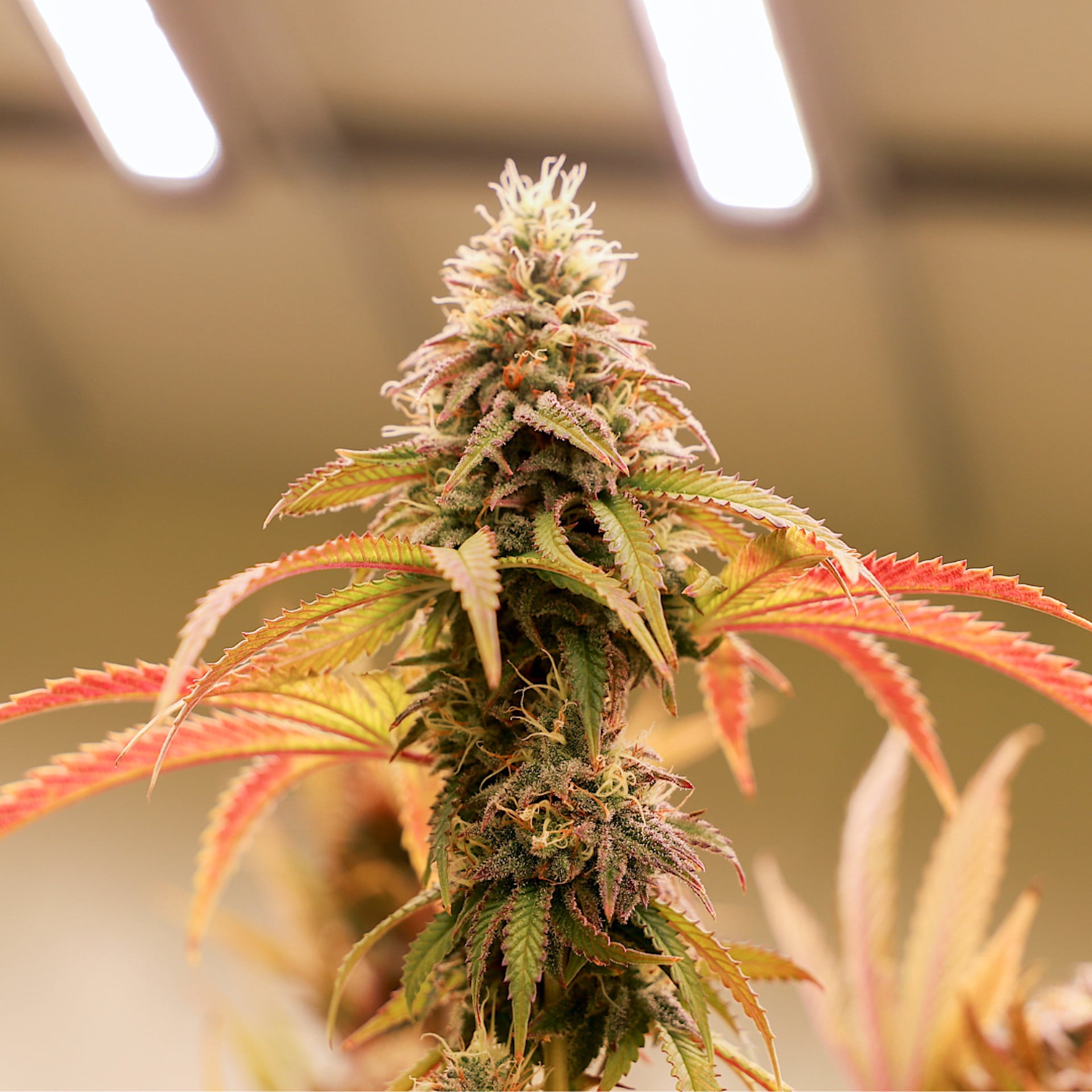 Punchberry Cookies RBX Flower | 3.5g | Green Meadows