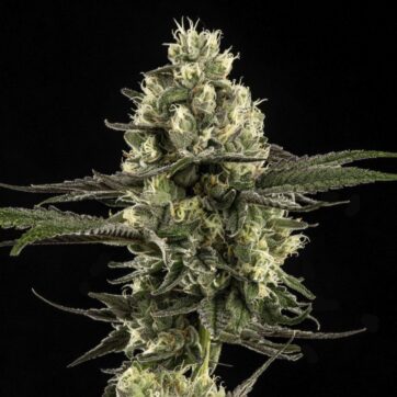 GMO Z Flower | 3.5g | Good Chemistry