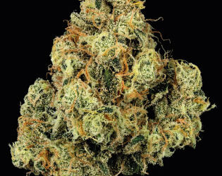 Mad Honey | 3.5g | U4EA Farms