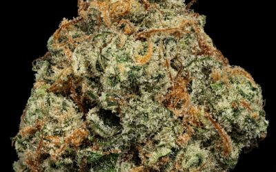Where’s My Bike | 3.5g | U4EA Farms