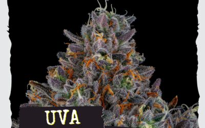 Uva Bon Bon Flower | 3.5g | Strane