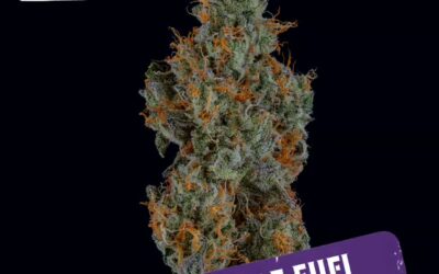 Mule Fuel Flower | 3.5g | Garcia’s Hand Picked
