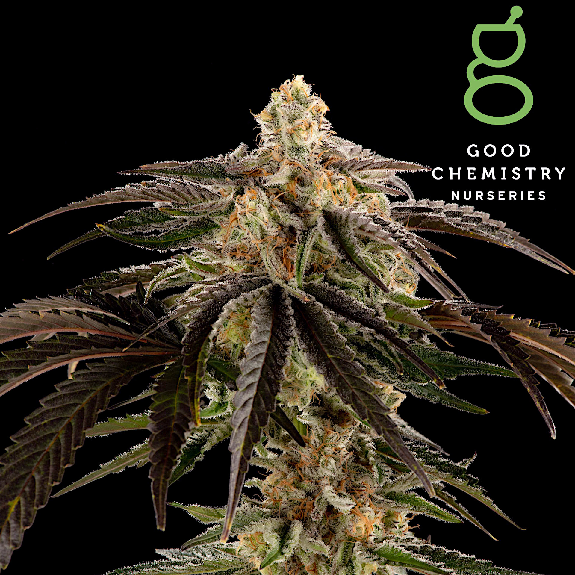 Commando Flower | 3.5g | Good Chemistry 1 Commando Flower | 3.5g | Good Chemistry