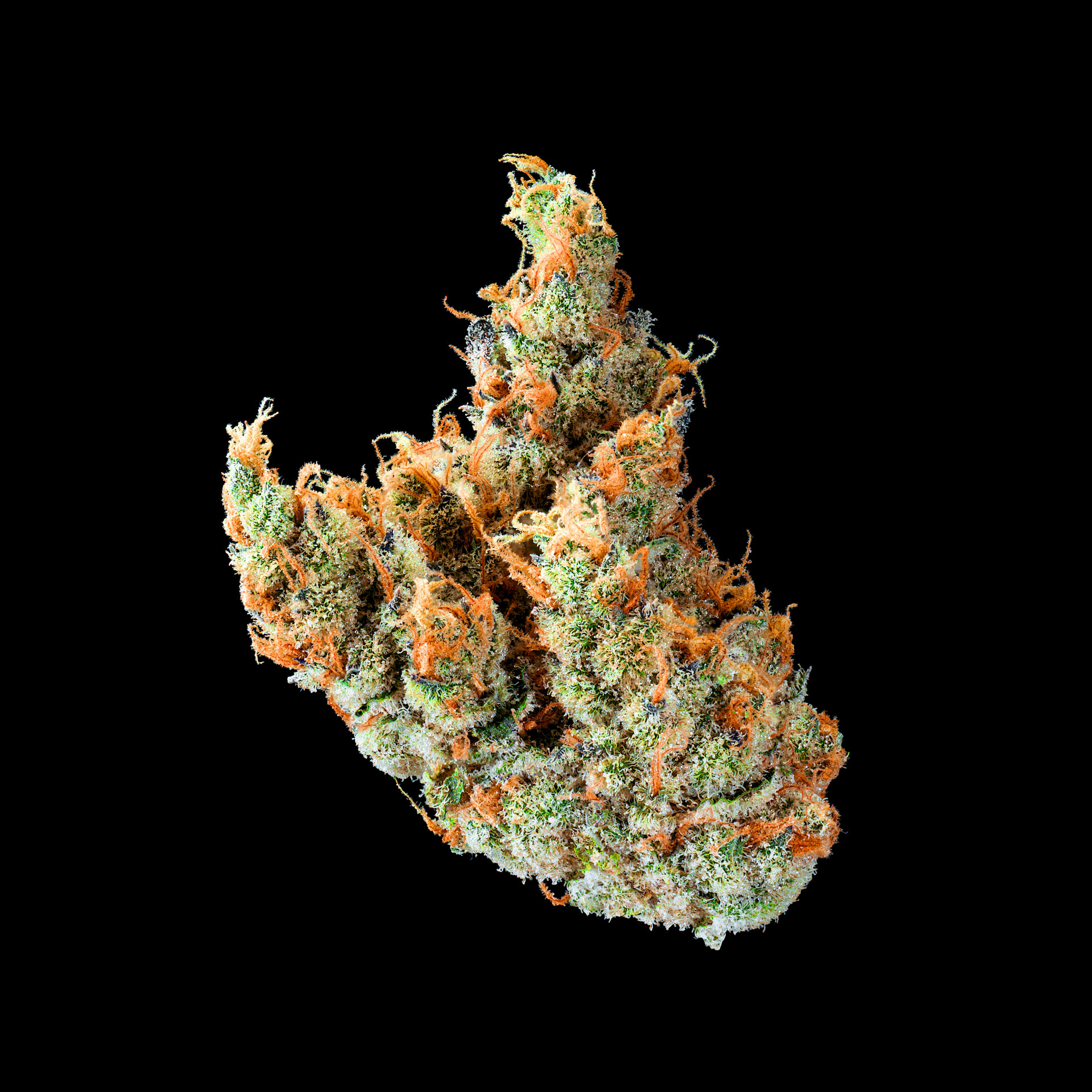 MSQ Flower | 3.5g | SEED 1 MSQ Flower | 3.5g | SEED