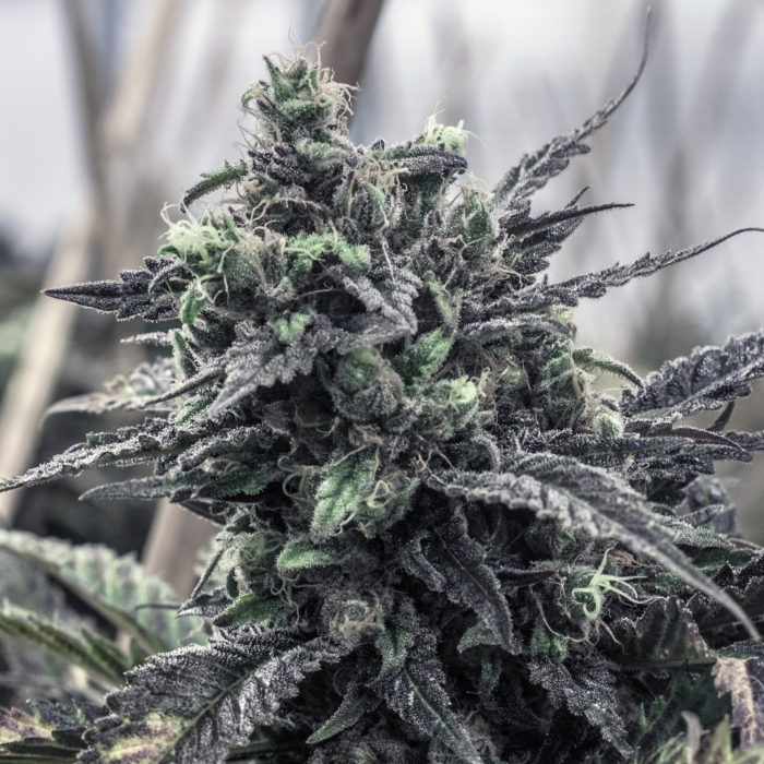 Grape Skunk Flower | 3.5g | Good Chemistry 1 Grape Skunk Flower | 3.5g | Good Chemistry