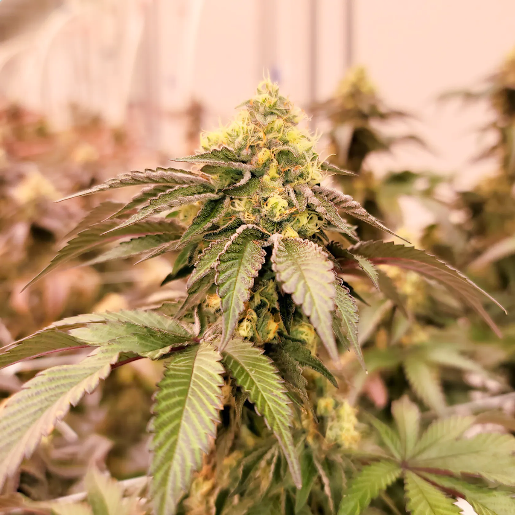 Gary Payton Flower | 3.5g | Green Meadows 1 Gary Payton Flower | 3.5g | Green Meadows